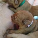 foxred_labrador_welpen_welpe_4_0707.jpg