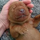 foxred_labrador_welpen_welpe_4_0721.jpg