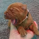 foxred_labrador_welpen_welpe_4_0725.jpg