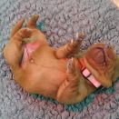 foxred_labrador_welpen_welpe_4_0727.jpg