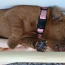foxred_labrador_welpen_welpe_4_0714.jpg